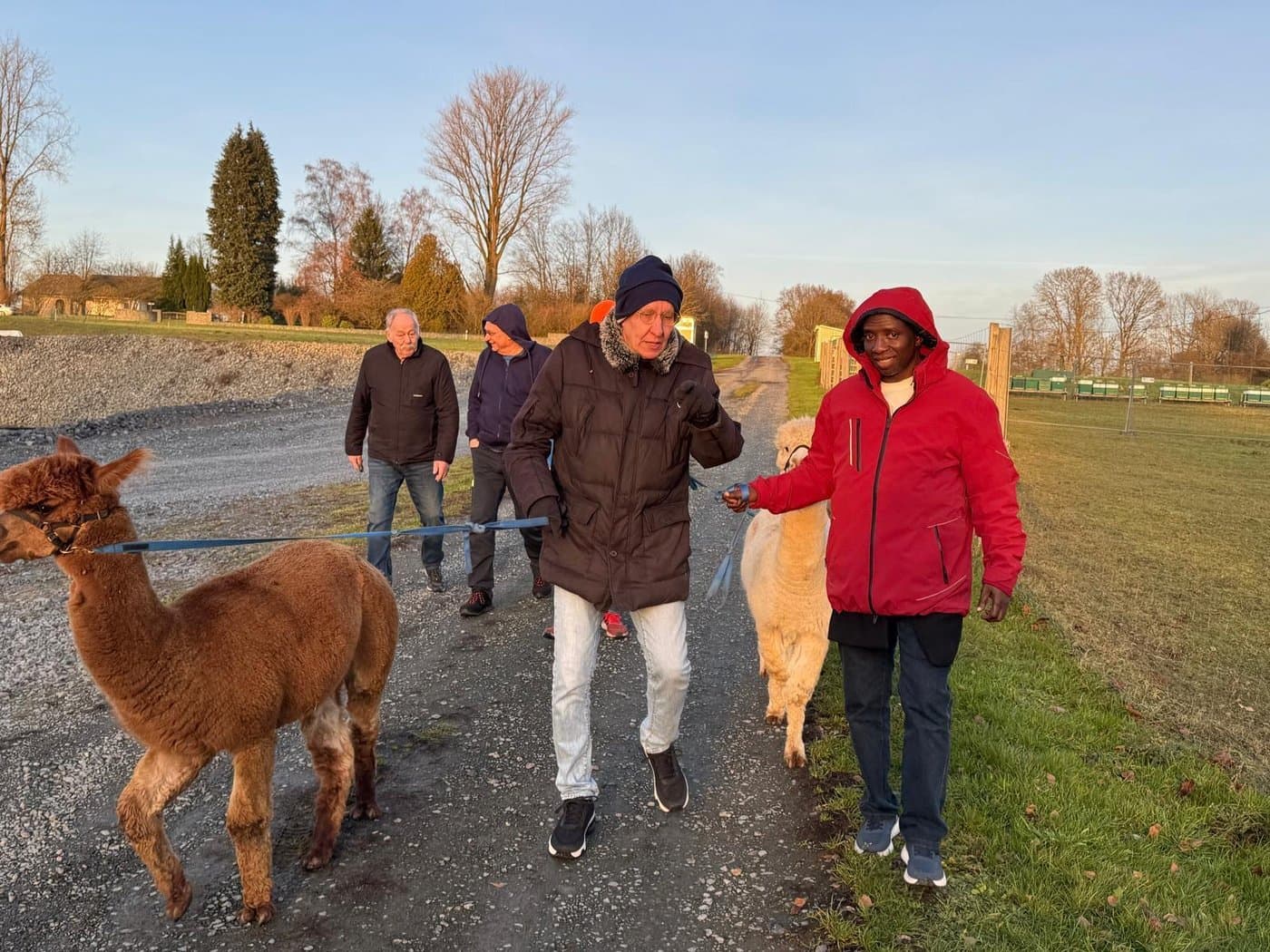 Elder and Nigerian delegate walking alpacas together at sunset
